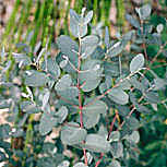 Eucalyptus arbuste rustique feuillage bleu ou vert